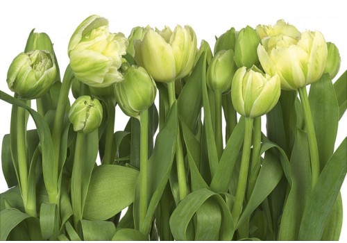 Photomural  Tulips