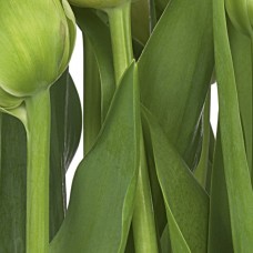 Photomural  Tulips